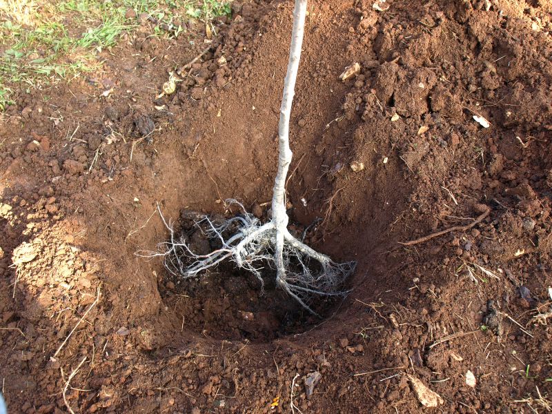 Tree Root Intrusion
